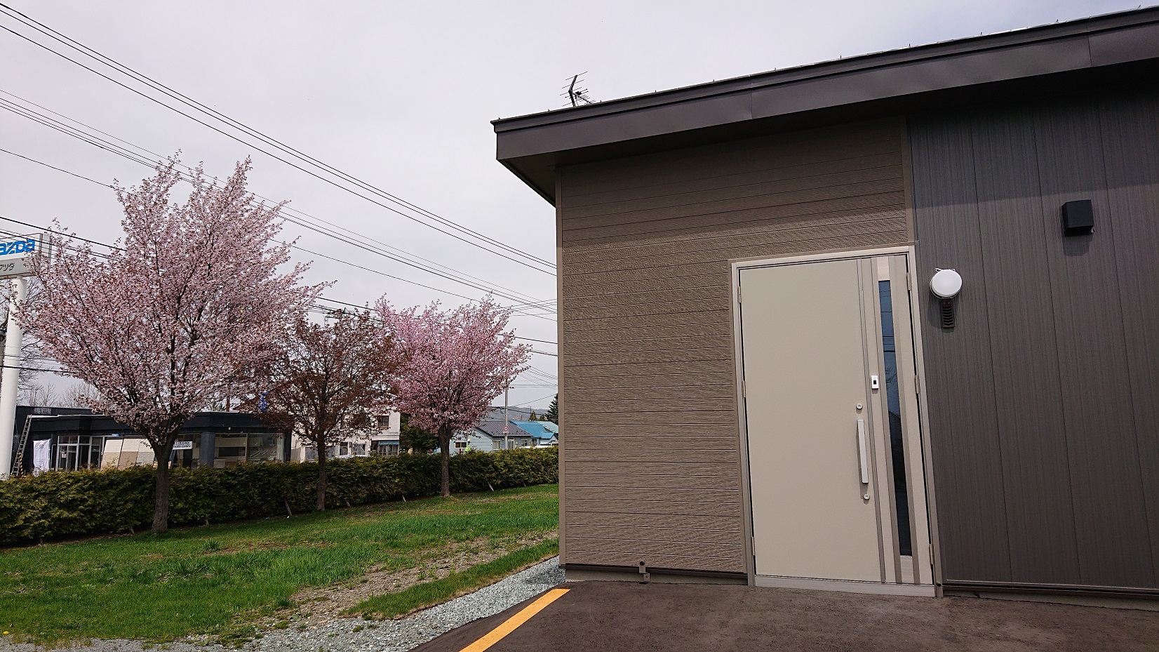 別邸が見る　初めての桜です🌸