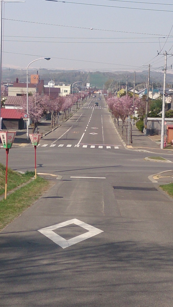 士別神社のつくも山からみた桜通りです